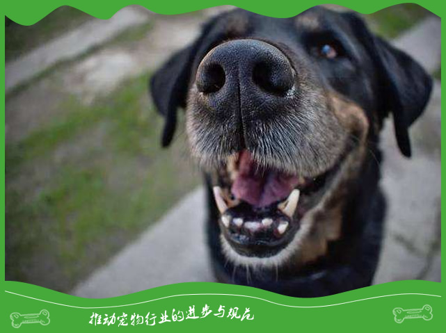 狗狗有口臭怎么办？ 养狗好习惯解决狗狗口腔问题