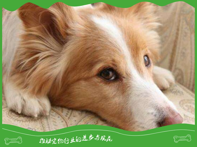 如何让狗狗清凉度夏