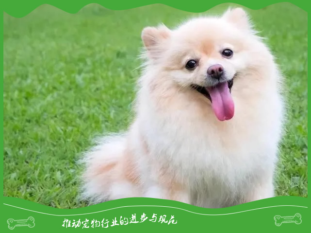 怎样使犬毛有光泽美观? 怎样使犬毛有光泽美观?