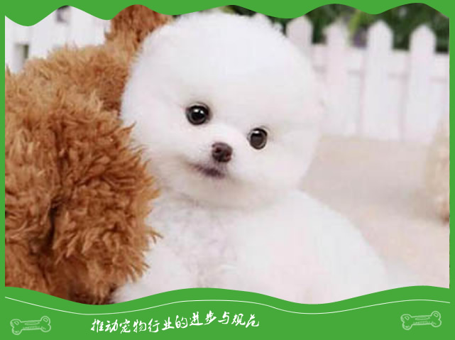 影响训练宠物犬效果的因素